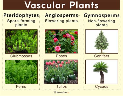 vascular plant意思|Vascular plant